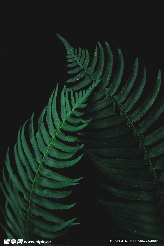 植物背景