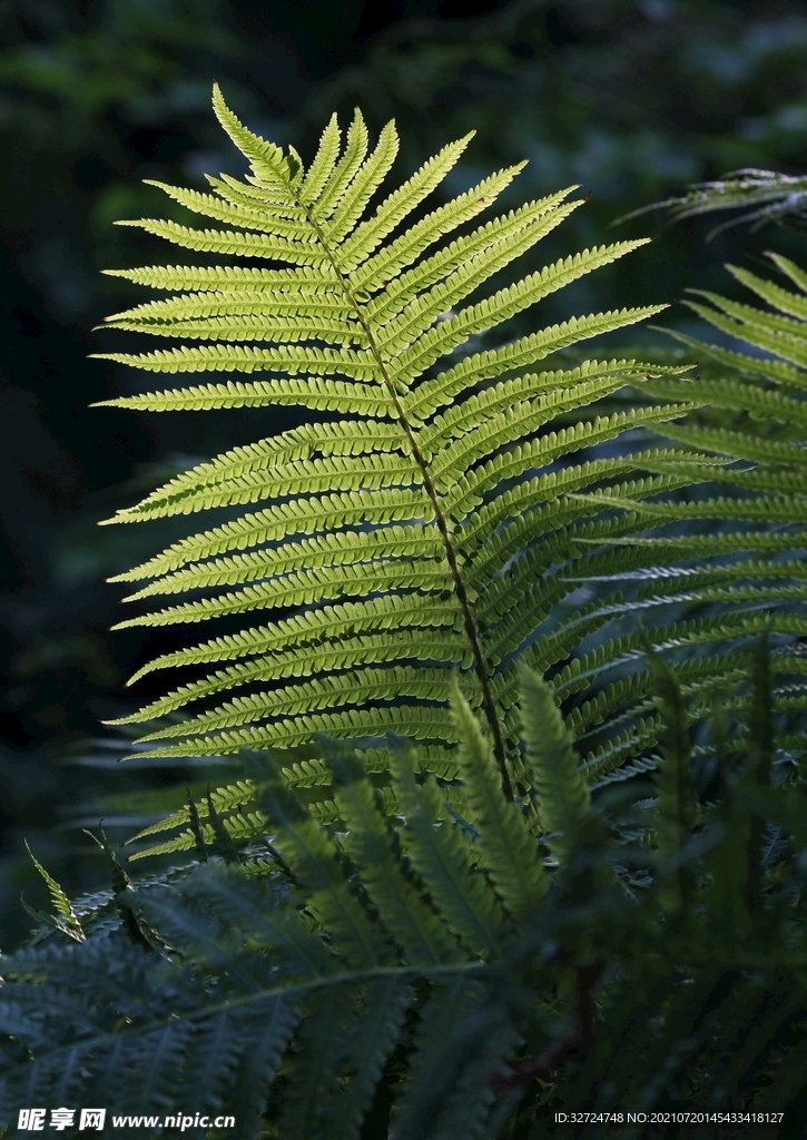 植物背景