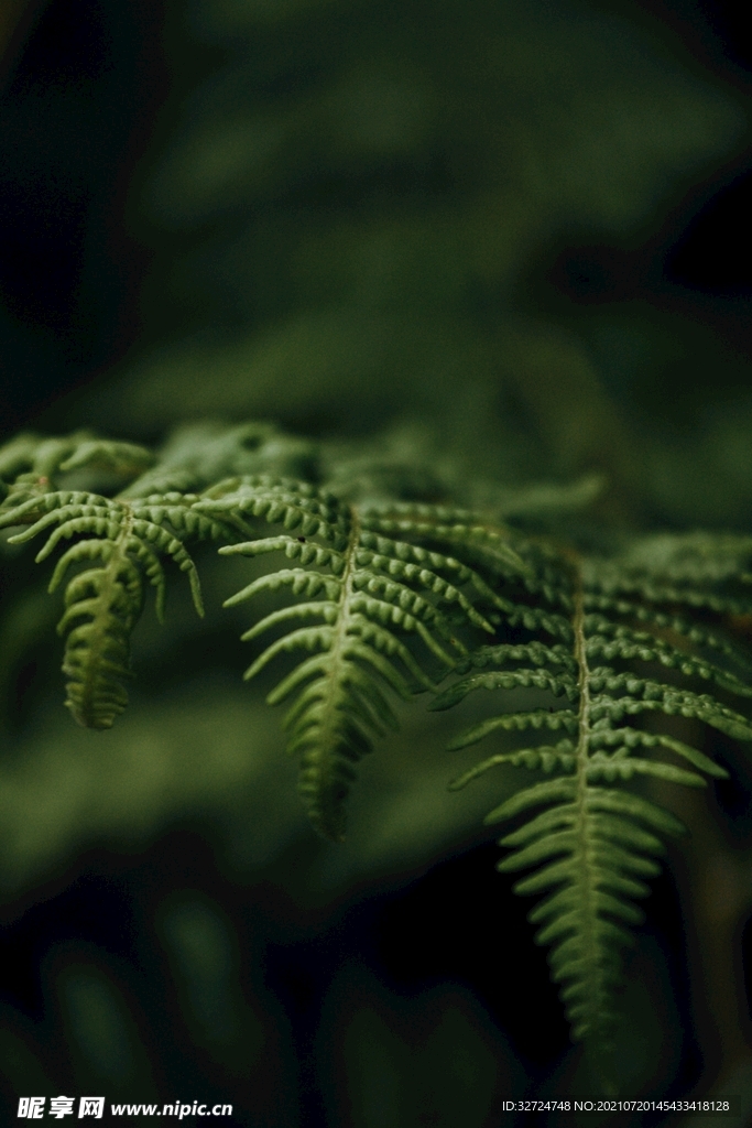 植物背景