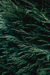 植物背景