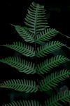 植物背景