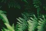 植物背景