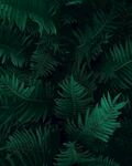 植物背景