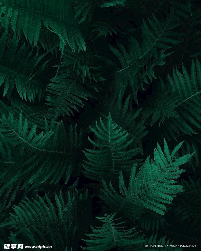 植物背景