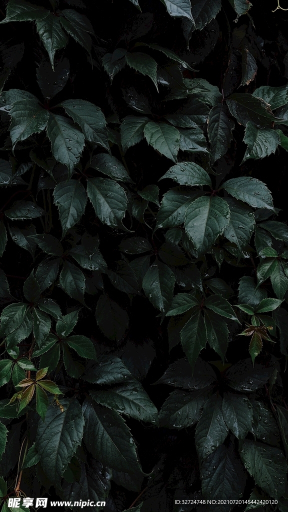 植物背景
