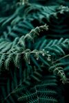 植物背景
