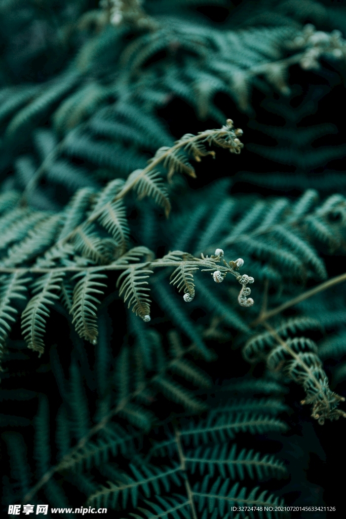 植物背景