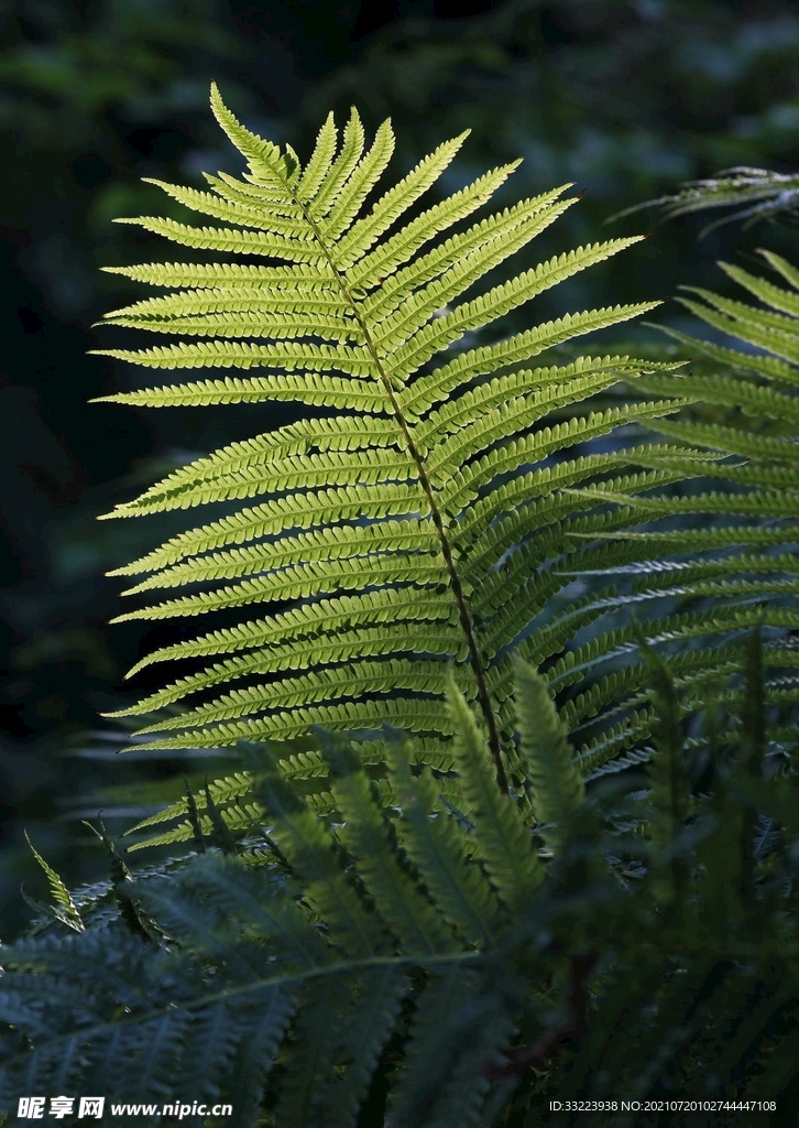 花草