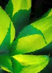 5070数字油画装饰画绿色植物