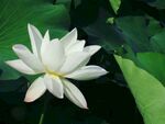荷