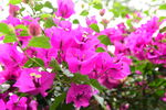 光叶子花