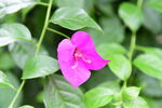 光叶子花