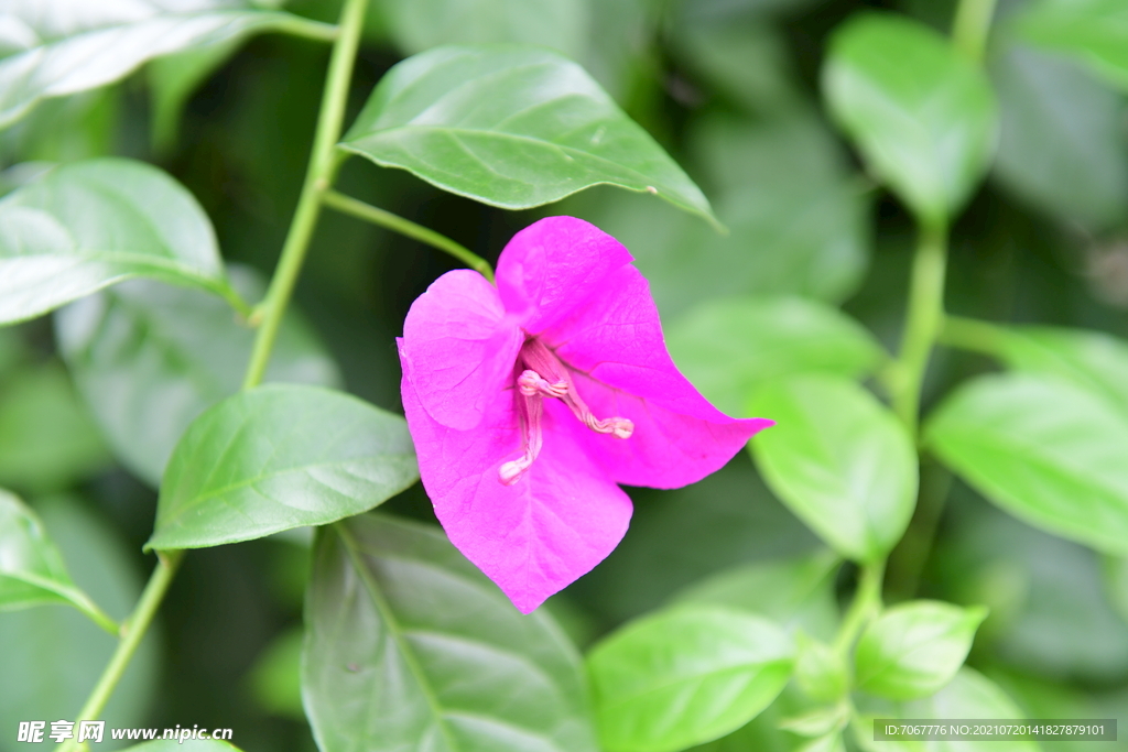 光叶子花