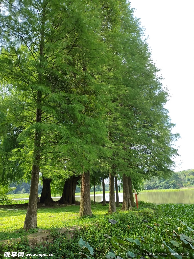 公园景观
