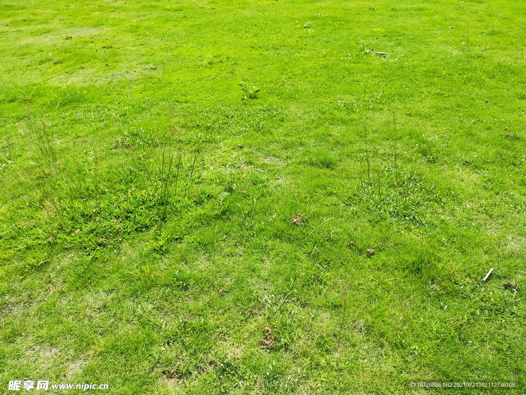 草地
