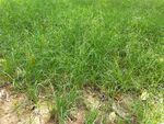 野草