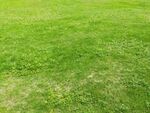 草地