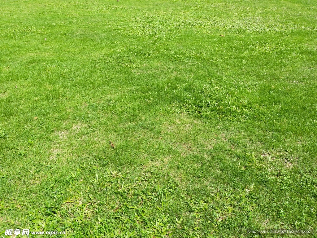 草地