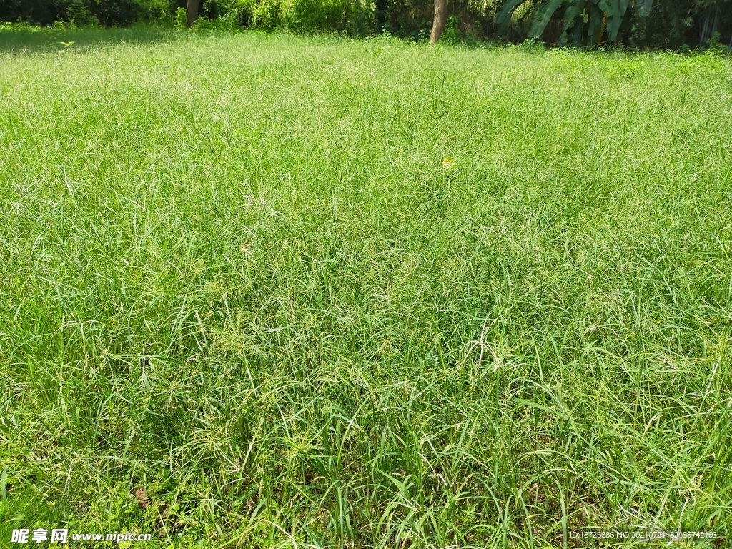 野草