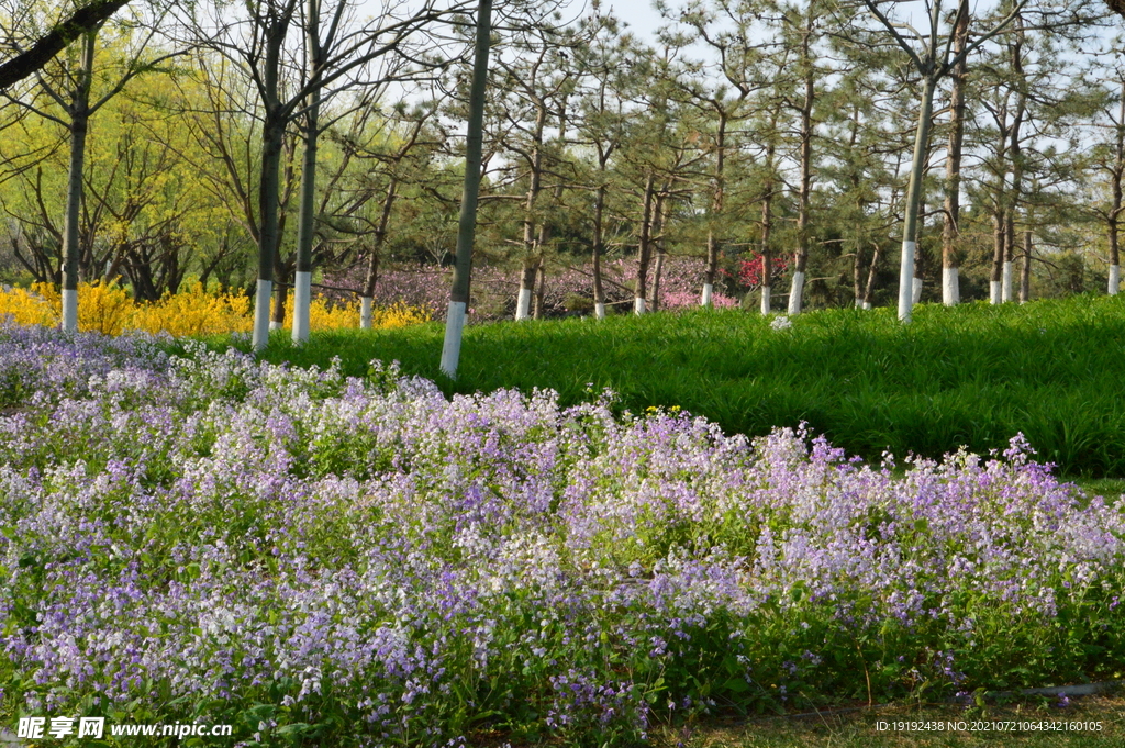 园林花草 