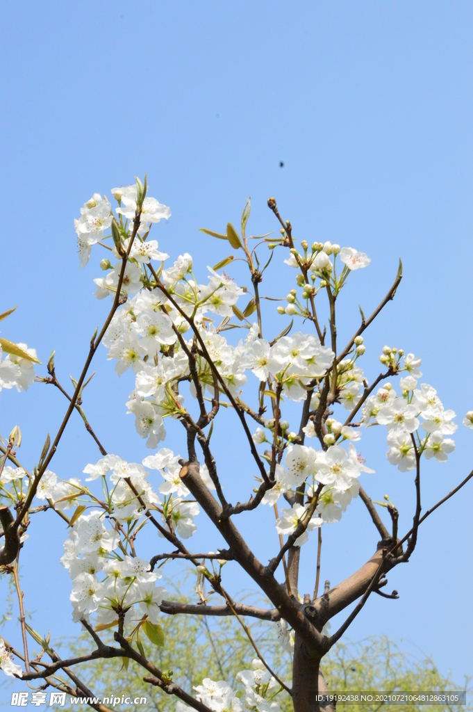 梨花 