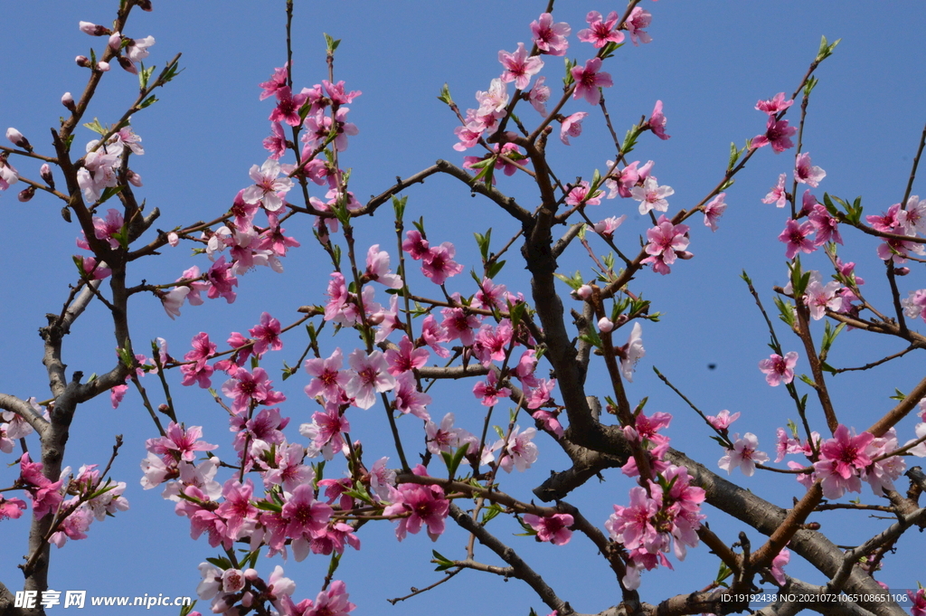 桃花