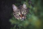 狸花猫