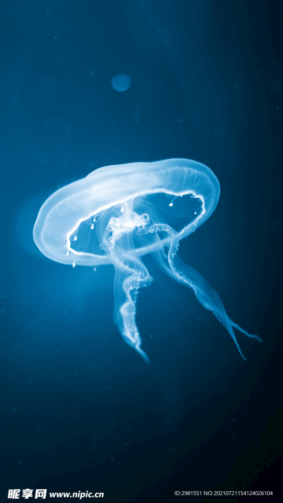 水母