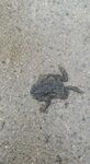 路面上的死青蛙