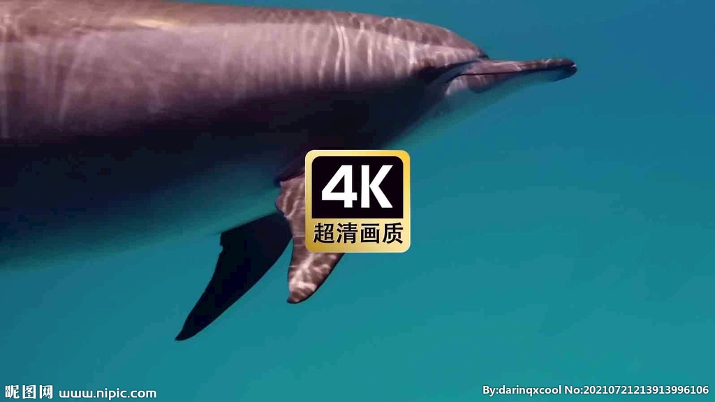 短视频素材潜水拍摄海豚美女