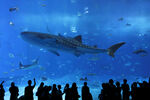 水族馆