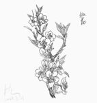 桃花白描线稿