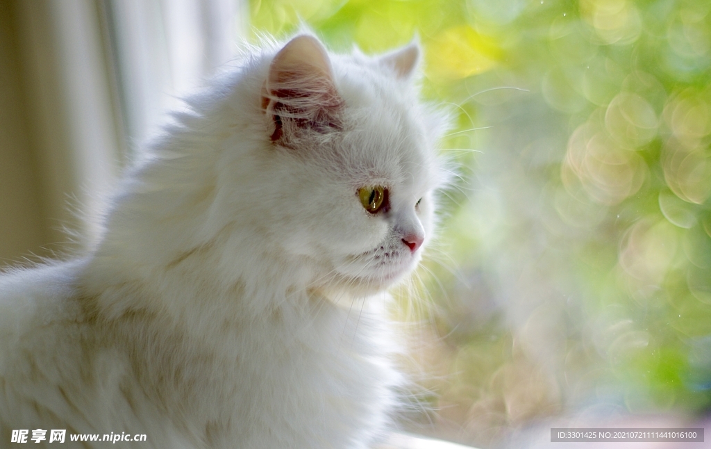 可爱宠物猫 
