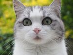 宠物猫 
