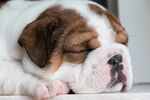 英国牛头犬 