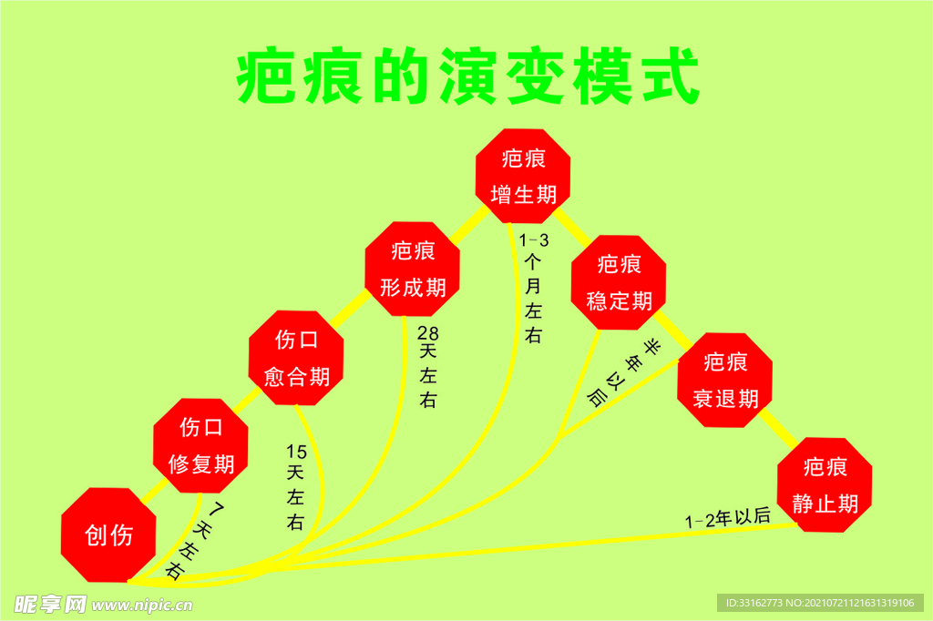 疤痕的演变模式