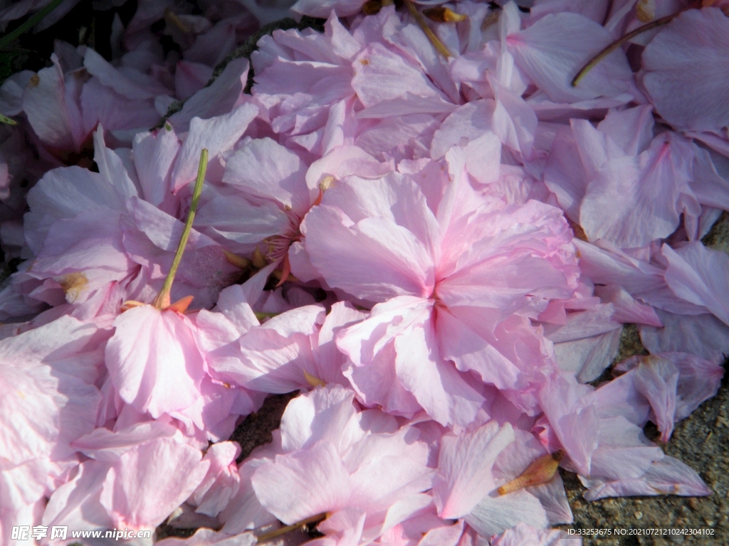 落花