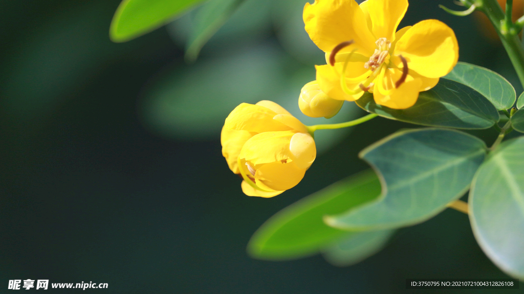 小黄花