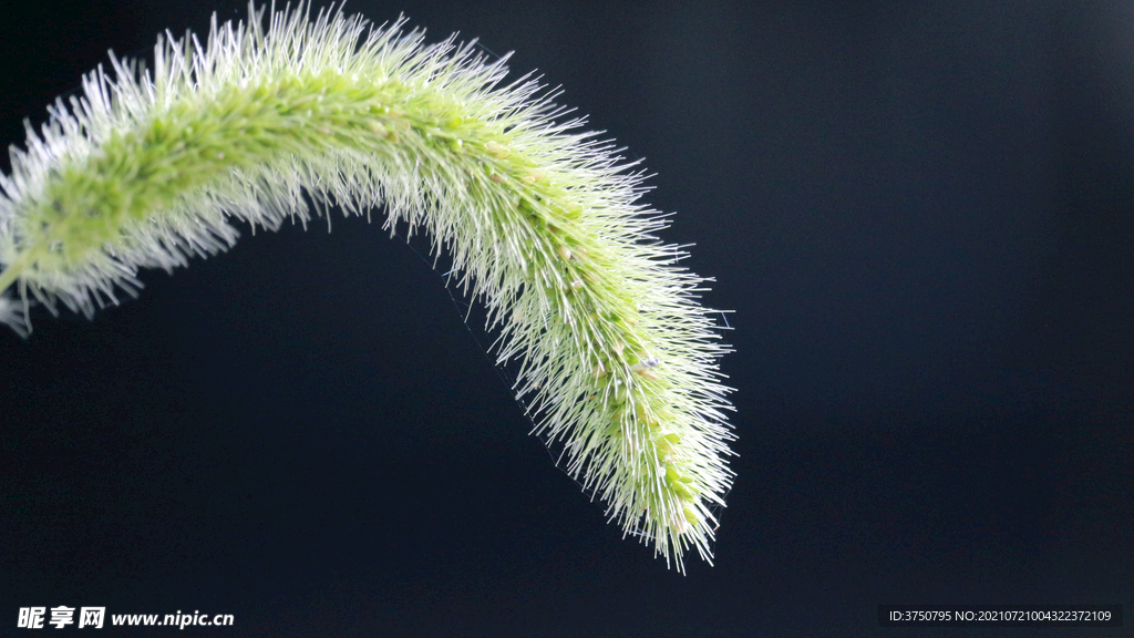 草