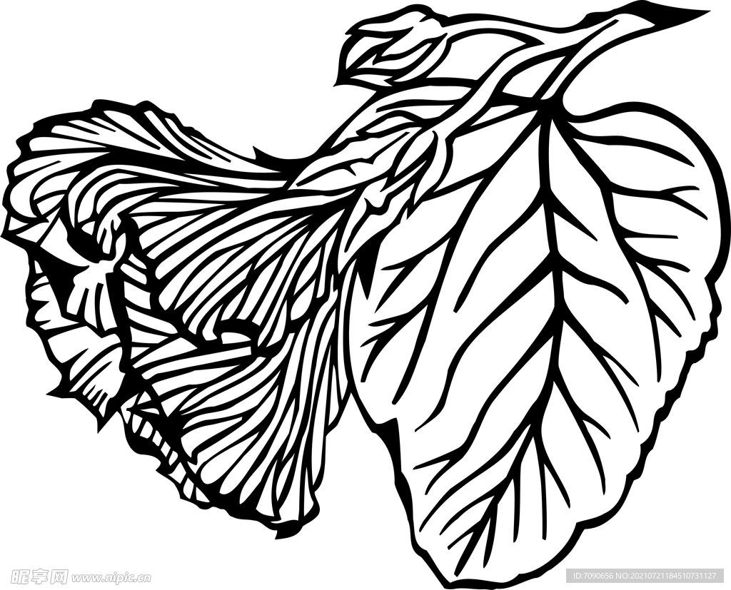 黑白手绘植物    