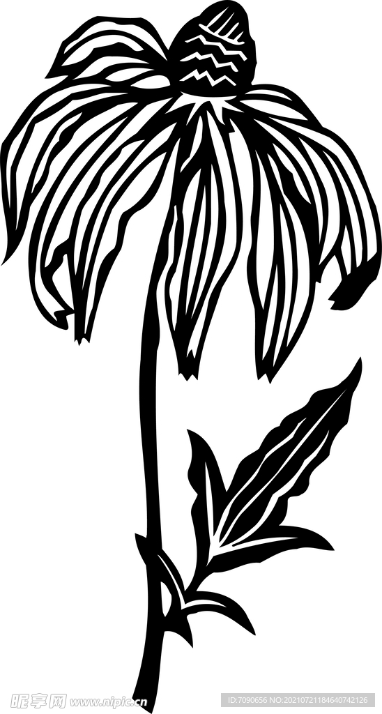 黑白手绘植物    
