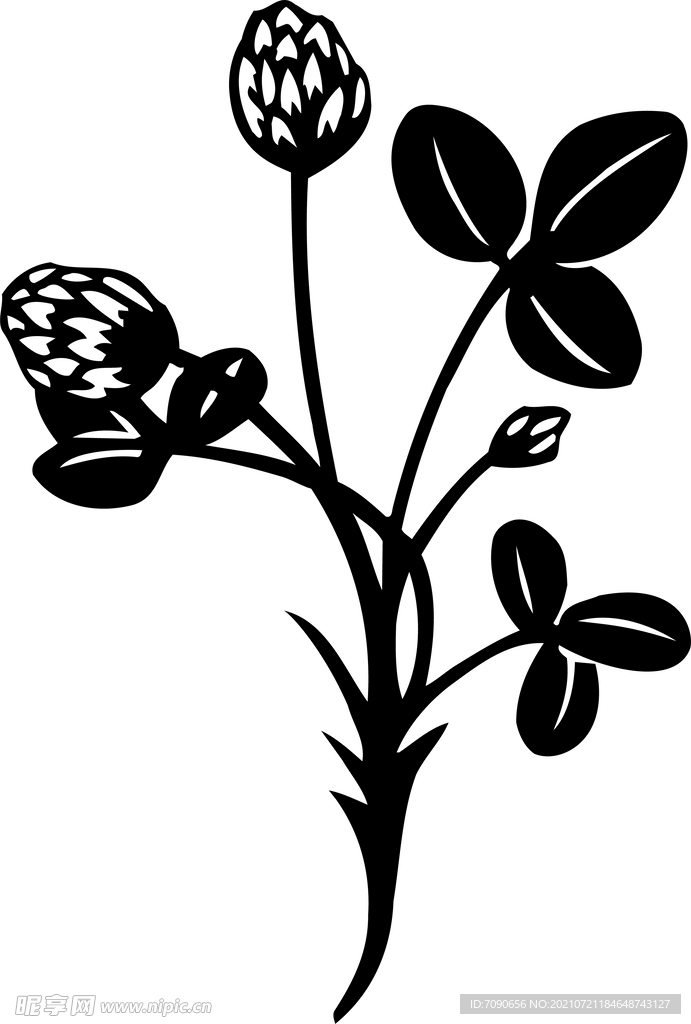 黑白手绘植物    