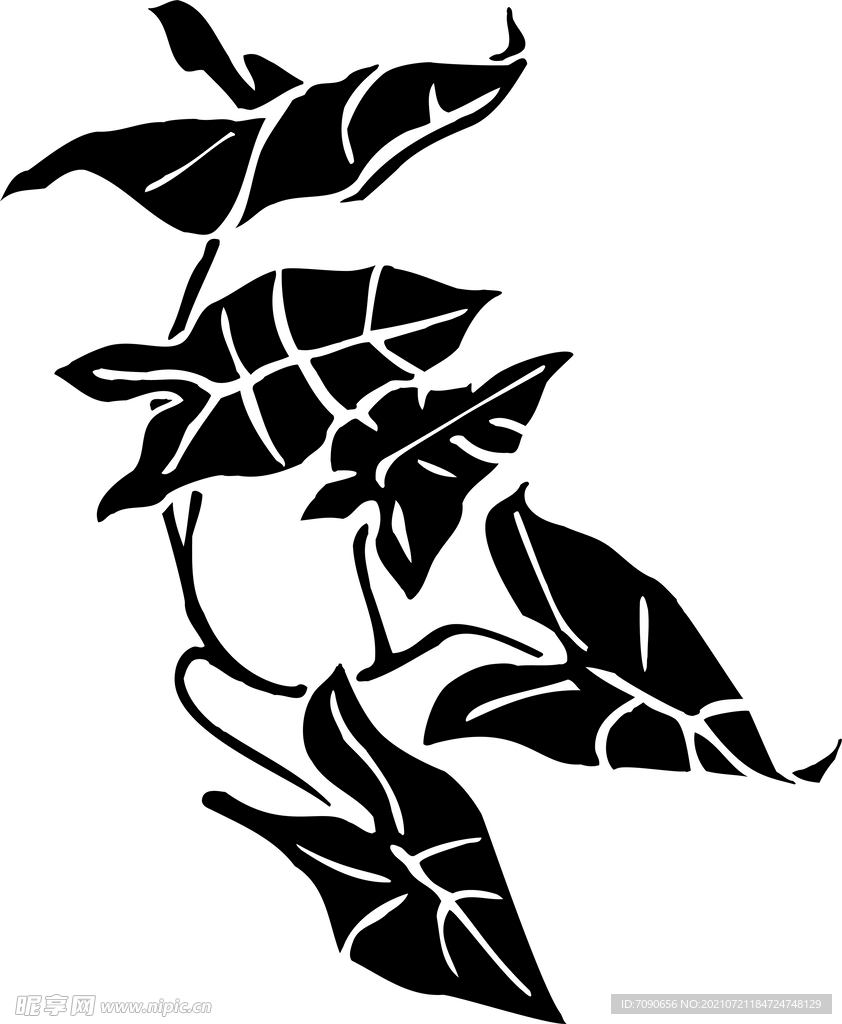 黑白手绘植物    