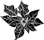 黑白手绘植物    