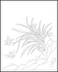 兰花