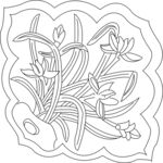 兰花