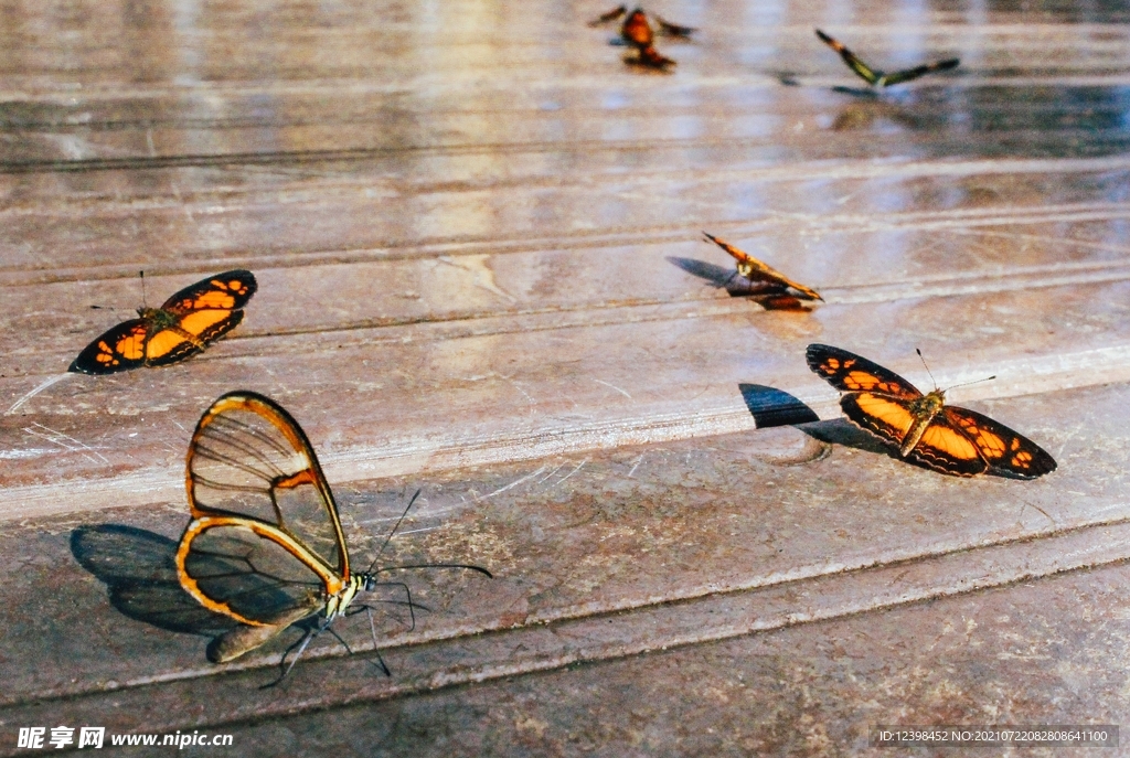 翅膀透明的蝴蝶