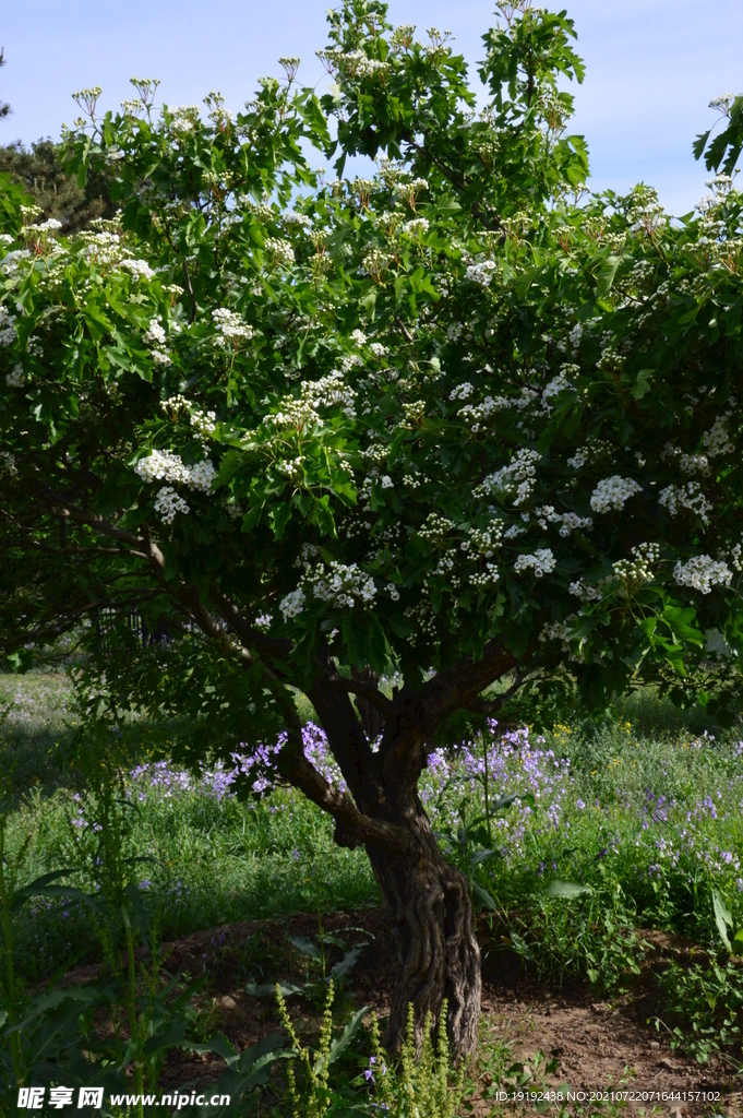 山楂树花