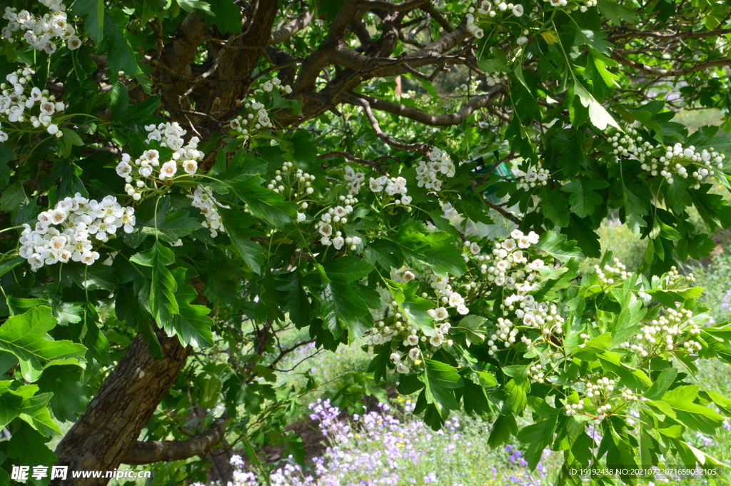 山楂树花 