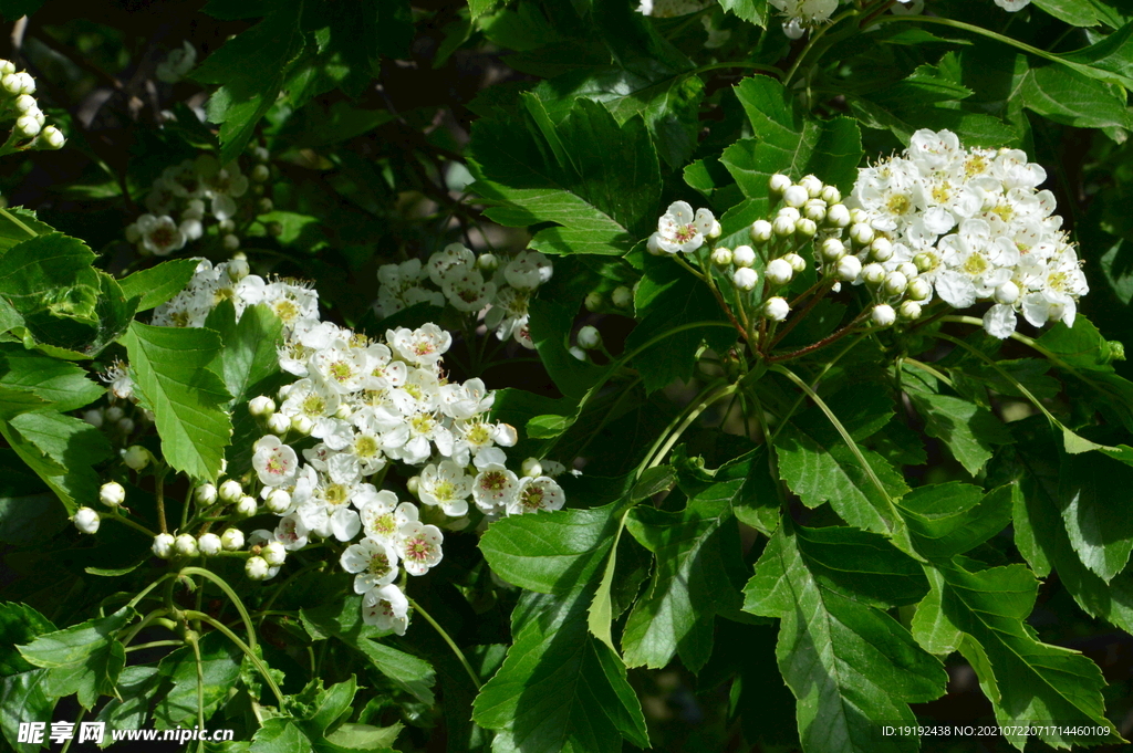 山楂树花